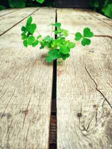 Отзиви за сърце и мозък бургас