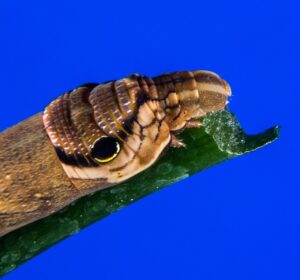 руал травел Отзиви